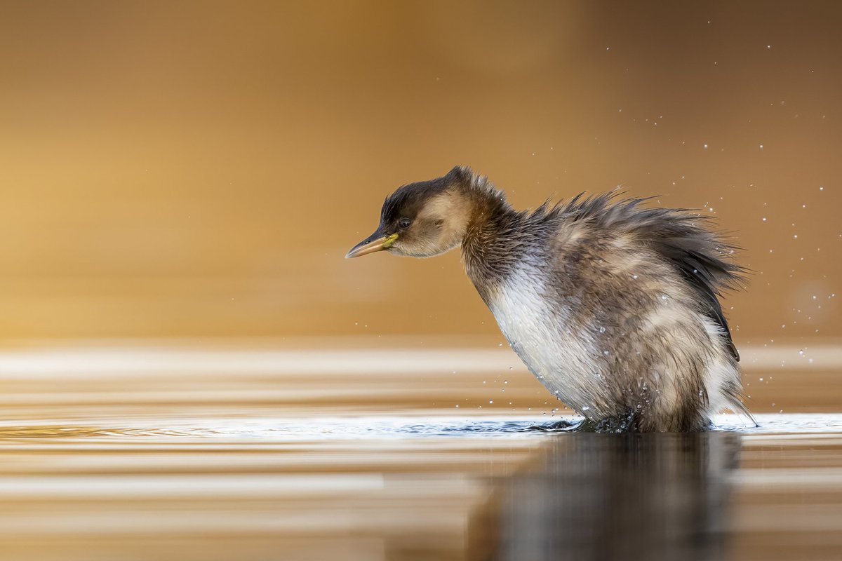 CHM LIPU Ostia tweet media