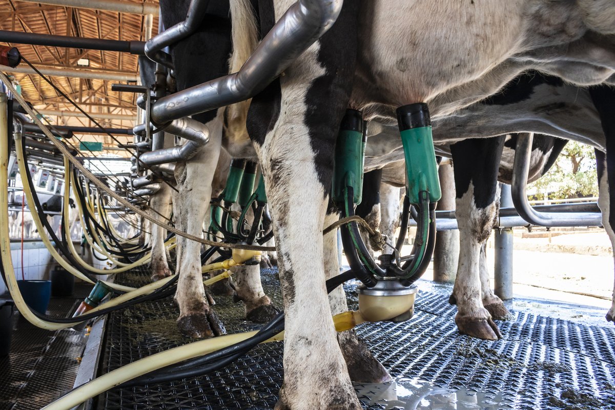 USDA confirms spillover of 2nd H5N1 avian flu genotype into dairy cattle

Detection of the D1.1. genotype, linked to two severe infections in people, came from the national milk testing program.

cidrap.umn.edu/avian-influenz…