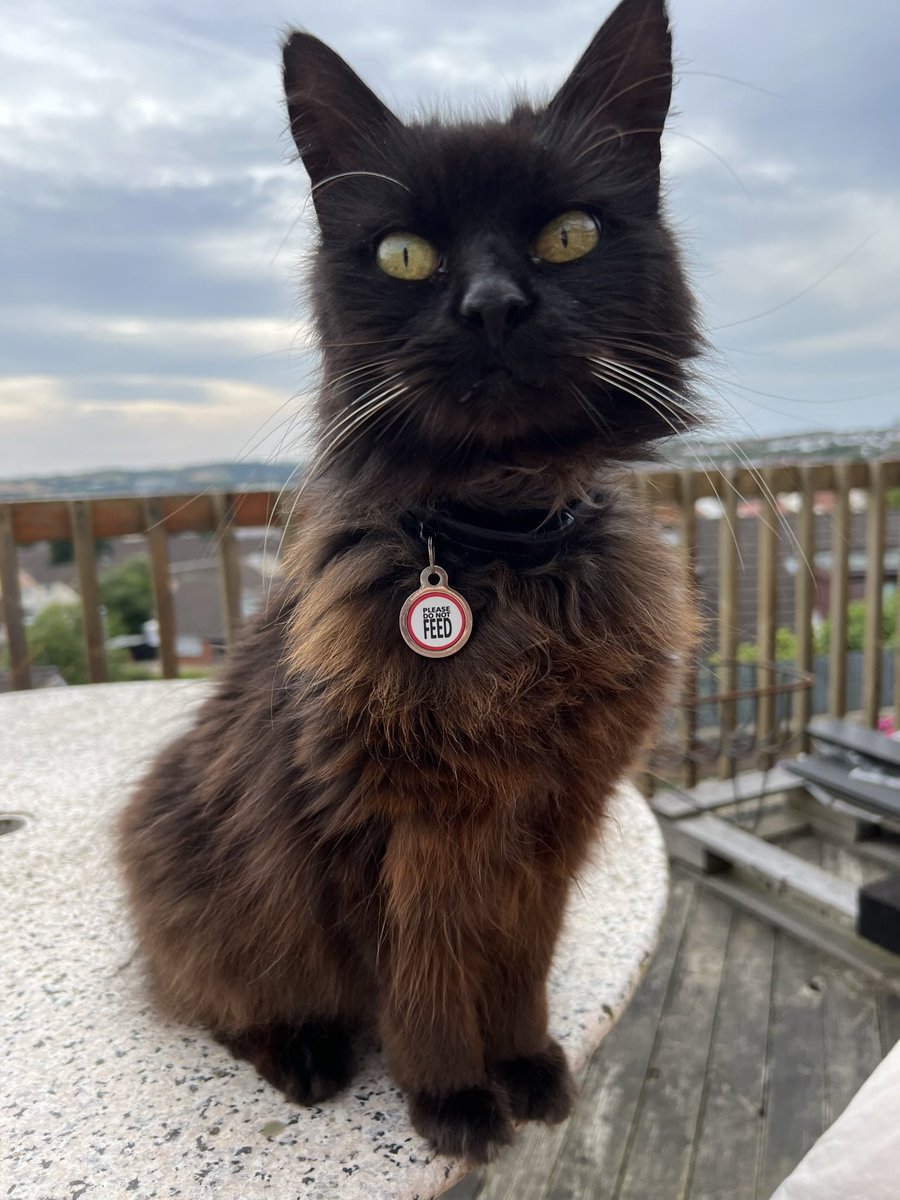 Angel Sooty💔🌈RIP Finlay & Diggy tweet media