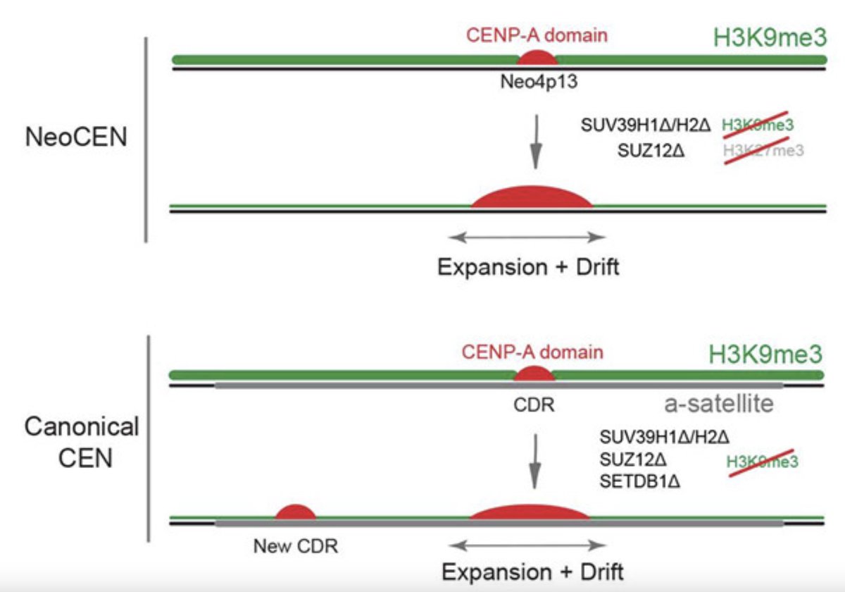 Ben Carty (@ben_carty93) on Twitter photo What is the molecular basis for maintaining centromere size and position? In a great collaboration with <a href="/NAltemose/">Nicolas Altemose</a> <a href="/GiuntaLab/">Giunta Lab</a> and <a href="/FachinettiLab/">Daniele Fachinetti</a> labs, we investigate the long standing question of how heterochromatin maintains centromere size/position! biorxiv.org/content/10.110… What is the molecular basis for maintaining centromere size and position? In a great collaboration with <a href="/NAltemose/">Nicolas Altemose</a> <a href="/GiuntaLab/">Giunta Lab</a> and <a href="/FachinettiLab/">Daniele Fachinetti</a> labs, we investigate the long standing question of how heterochromatin maintains centromere size/position! biorxiv.org/content/10.110…