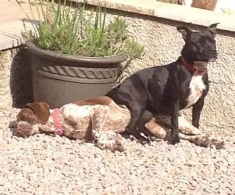 Retired Police Dog Stella the Staffie tweet media