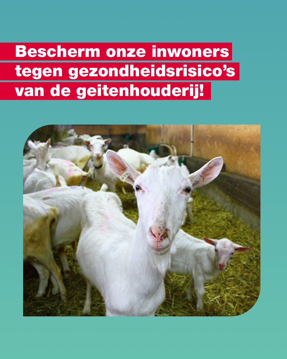 PvdA Brabant (@pvdabrabant) on Twitter photo Opnieuw toont onderzoek de negatieve effecten van geitenhouderijen op onze gezondheid aan. Wat PvdA Brabant en <a href="/GroenLinksNB/">GroenLinks Brabant</a> betreft, is er snel actie nodig om de gezondheid van de Brabanders te beschermen.
Klik hier: brabant.pvda.nl/nieuws/bescher… Opnieuw toont onderzoek de negatieve effecten van geitenhouderijen op onze gezondheid aan. Wat PvdA Brabant en <a href="/GroenLinksNB/">GroenLinks Brabant</a> betreft, is er snel actie nodig om de gezondheid van de Brabanders te beschermen.
Klik hier: brabant.pvda.nl/nieuws/bescher…