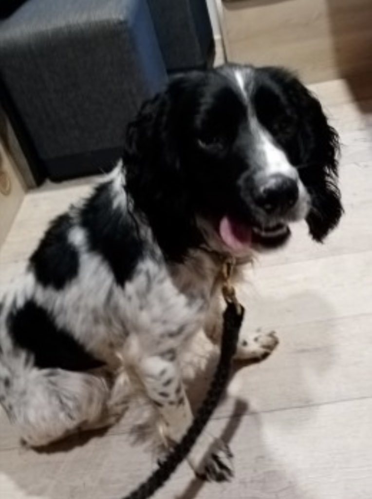 rosieDoc2's tweet image. #SpanielHour 

BLAZE 🔥 
WHAT CAN WE SAY 
STILL MISSING 
NO SIGHTINGS 
#Stolen ? 
Picked up and kept? #Theftbyfinding 
31/12/24 NEW YEARS EVE 
#Redhill area #Hereford #HR2 
Let him come home pls 

doglost.co.uk/dog-blog.php?d…

@herefordshireh @herefordlabour PLS LOCALS RT TY @bs2510
