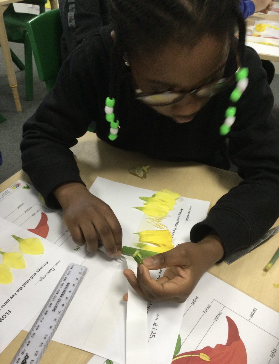 Y5 have enjoyed dissecting flowers in science with Yvonne. The children used scientific tools to dissect daffodils, learn the scientific names for each part and which parts of the plant help it to reproduce. They created some amazing pieces of work and the practical activity!