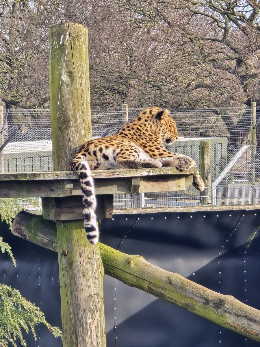 Went to the zoo today.
My favourite things in AP are school trips. Some had never been before. One has never left their town.
The squeals, smiles, and yes, even the odd "f-ing hell!" always sparks joy.
For obvious reasons, I can't share pics of the kids.
So here is a leopard.