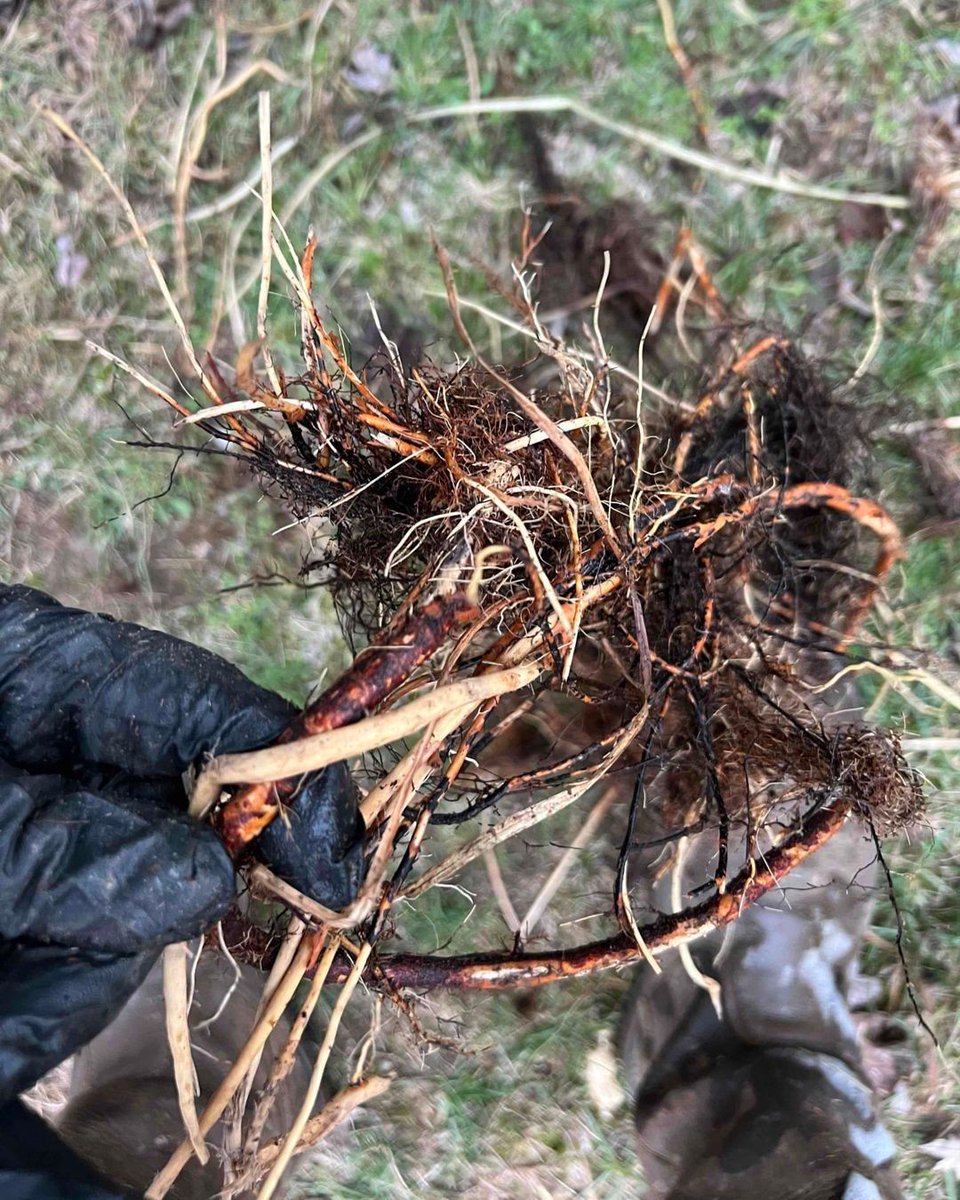 Even in the Winter tree roots can affect your home's drainage systems! 🌳 Stuck with a backup? Get Eco to Restore The Flow 💧