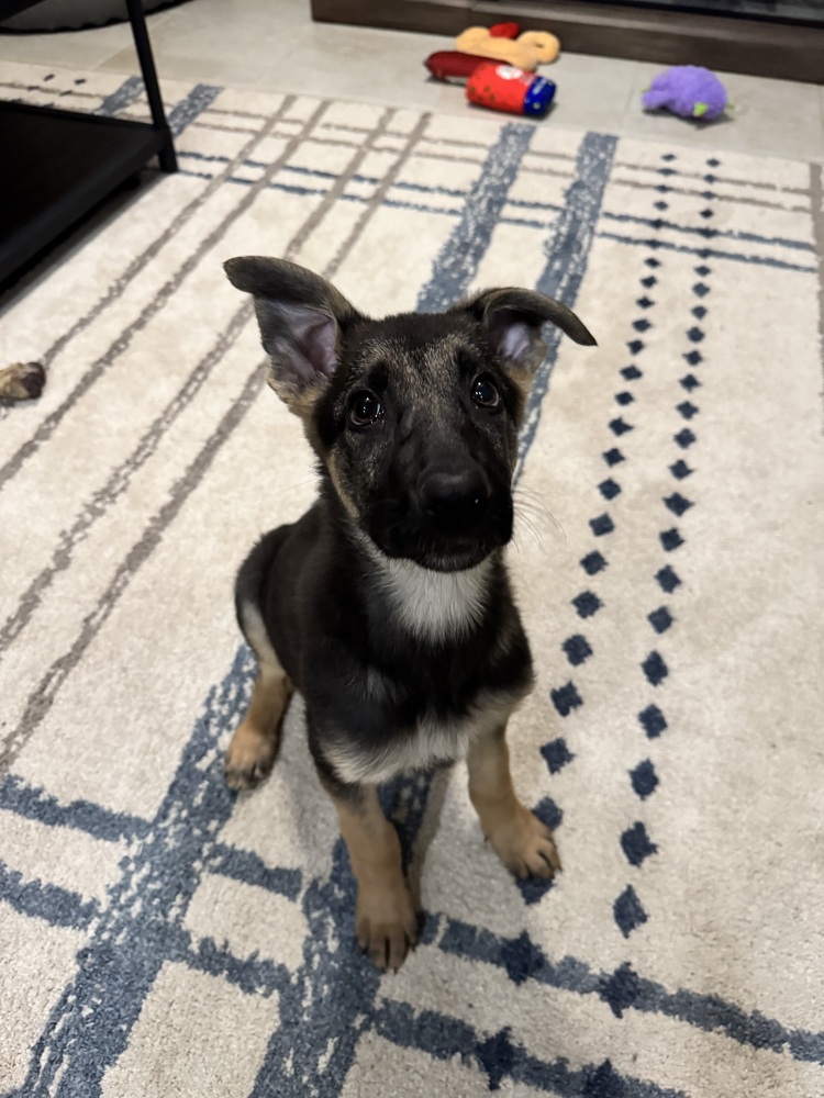 Zoey is a gorgeous, energetic German Shepherd puppy looking for her fur-ever home! This loyal and loving pup is the perfect companion for someone who leads an active lifestyle.
wagtopia.com/search/pet?id=…
#AdoptDontShop #GSD #RescueDogs