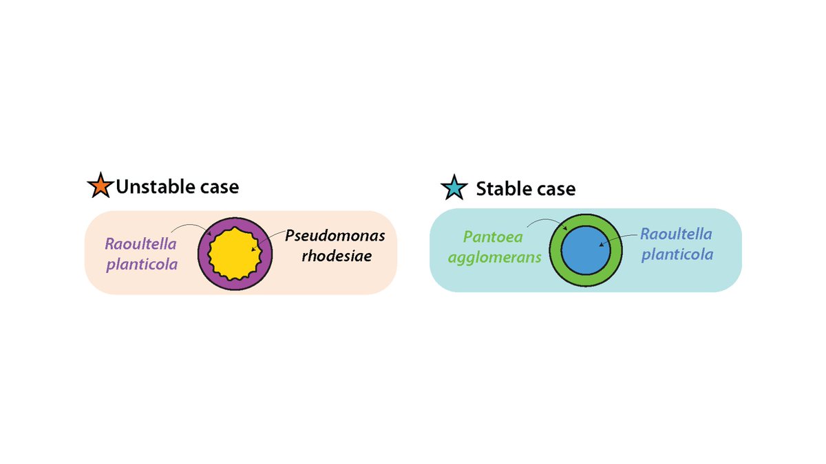 A new modeling approach describes why the interface between spatially-structured multi-species microbial communities transitions between stable smoothness and unstable finger-like protrusions.

Read the paper: go.aps.org/40OU7KF