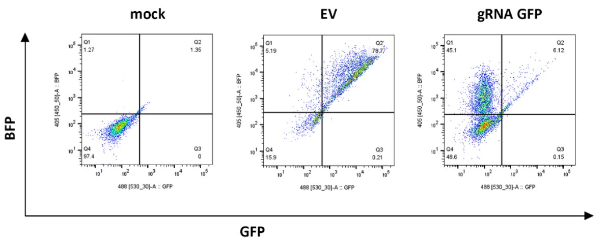 WCM Englander Institute for Precision Medicine (@wcmenglanderipm) on Twitter photo New research by <a href="/WCMEnglanderIPM/">WCM Englander Institute for Precision Medicine</a> and <a href="/WCMCPathology/">Weill Cornell Medicine Pathology</a> in <a href="/AACR/">AACR</a>'s Cancer Research shows feasibility of #CRISPR-based genetic screens in patient-derived #organoids, including #PDTOs from underrepresented with #cancer, and identify targets for cancer therapy.
aacrjournals.org/cancerres/arti… New research by <a href="/WCMEnglanderIPM/">WCM Englander Institute for Precision Medicine</a> and <a href="/WCMCPathology/">Weill Cornell Medicine Pathology</a> in <a href="/AACR/">AACR</a>'s Cancer Research shows feasibility of #CRISPR-based genetic screens in patient-derived #organoids, including #PDTOs from underrepresented with #cancer, and identify targets for cancer therapy.
aacrjournals.org/cancerres/arti…