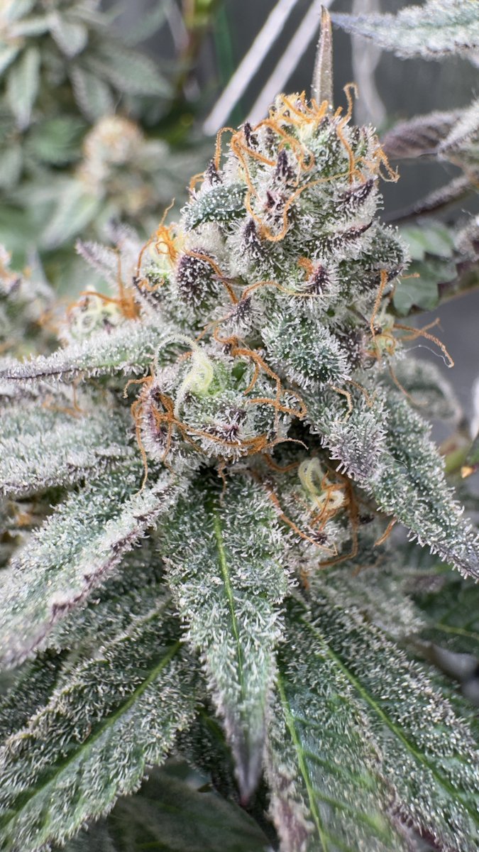 Odo Wan Kenobi #50 S1
<a href="/beleafcannabiss/">Beleaf Cannabis</a> 
<a href="/BeleafSpark/">Spark1033</a>