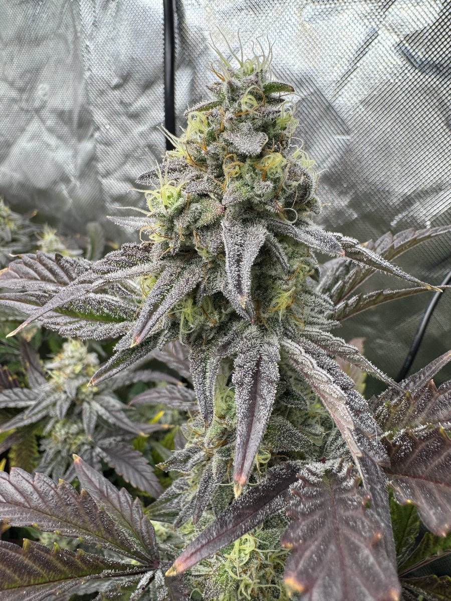 Limeade Oreoz 
<a href="/MephistoGenetic/">MephistoGenetics</a>