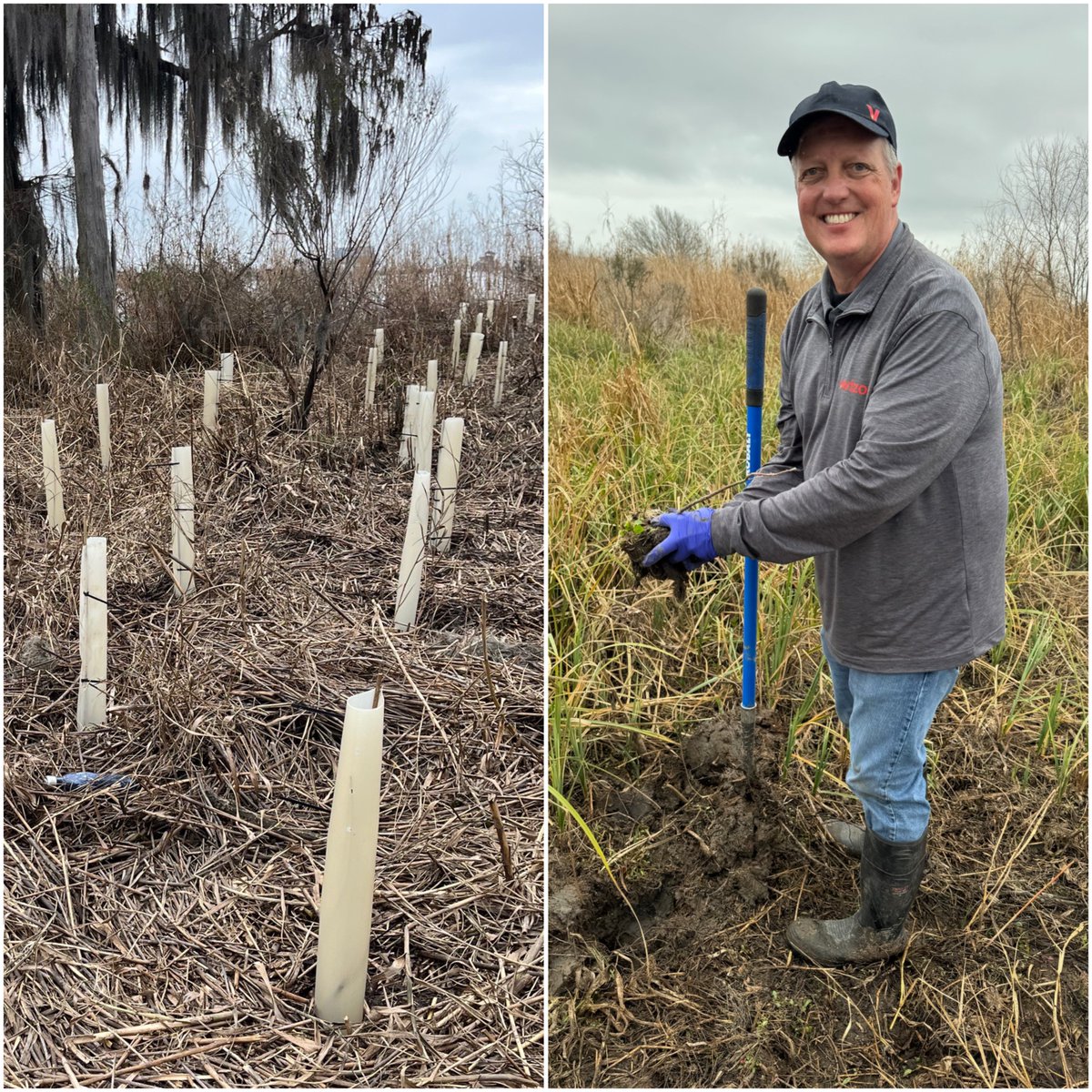 VerizonGreen's tweet photo. Touchdowns, tackles and trees! 🌳 Volunteers planted 600 tree saplings to help restore an area of wetlands and provide a storm surge buffer for the town of Madisonville, LA at an event with @NFLGreen! Way to go! @NOLASuperBowlHC @ourbasin #WorkGreenLiveGreen https://t.co/m3IT6guhp6