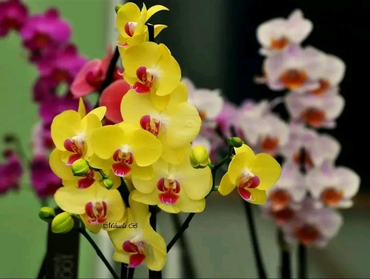 Des belle fleur d'oranger