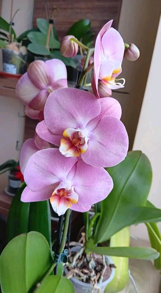 Sandra Costal (@costal_sandra) on Twitter photo 