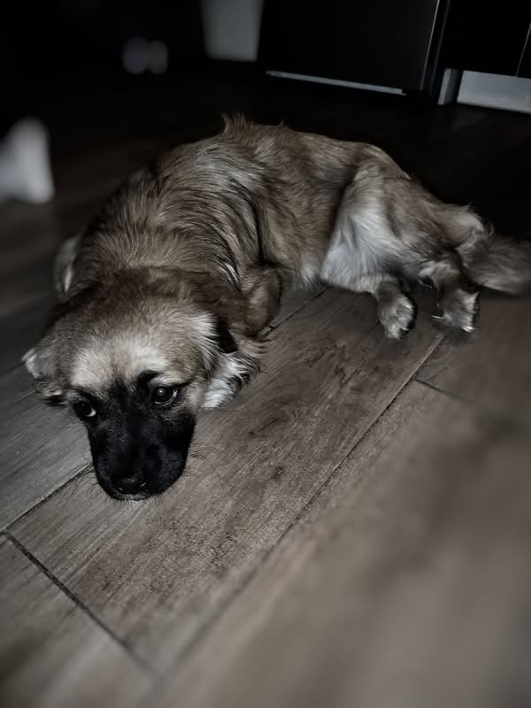 BELLA🐶🙏🏡🆘Wiecie jak wygląda pies oddany z adopcji?Tak jak na zdjęciu😰💔
Bella miała szczęście, że po powrocie z adopcji trafiła do DT,ale jest tam tylko tymczasowo.
Ta piękna,młoda sunia ma ok.7 m-cy,adoptowana jak była szczeniakiem.
781-545-414 Rytlów
