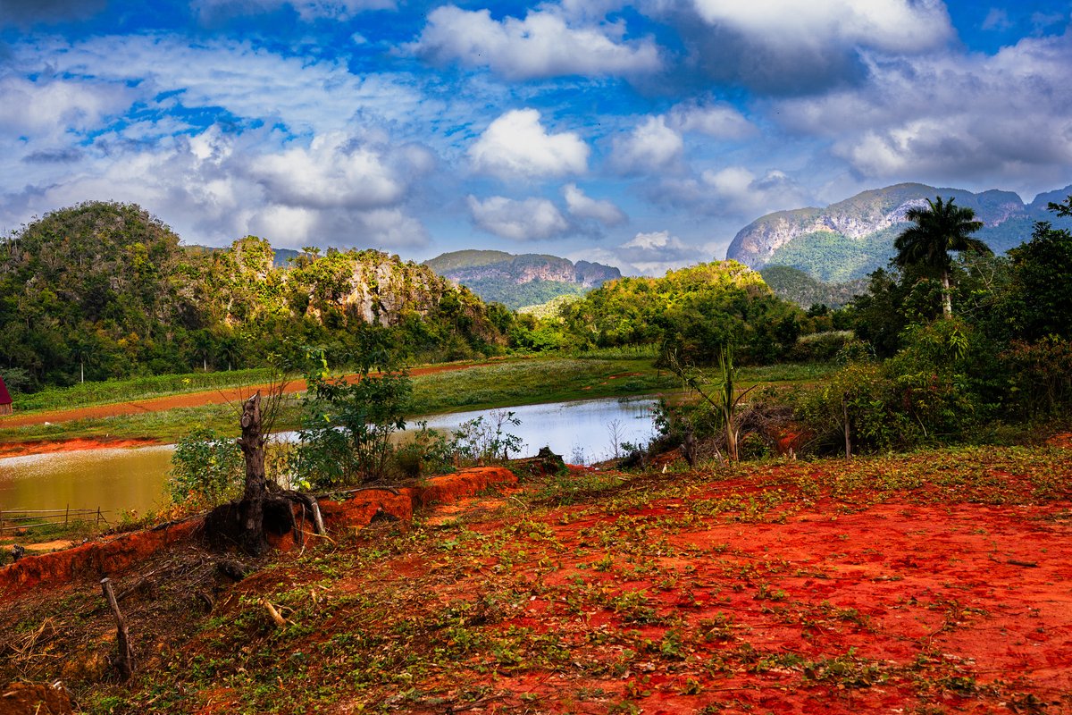 Calvin Lee tweet media