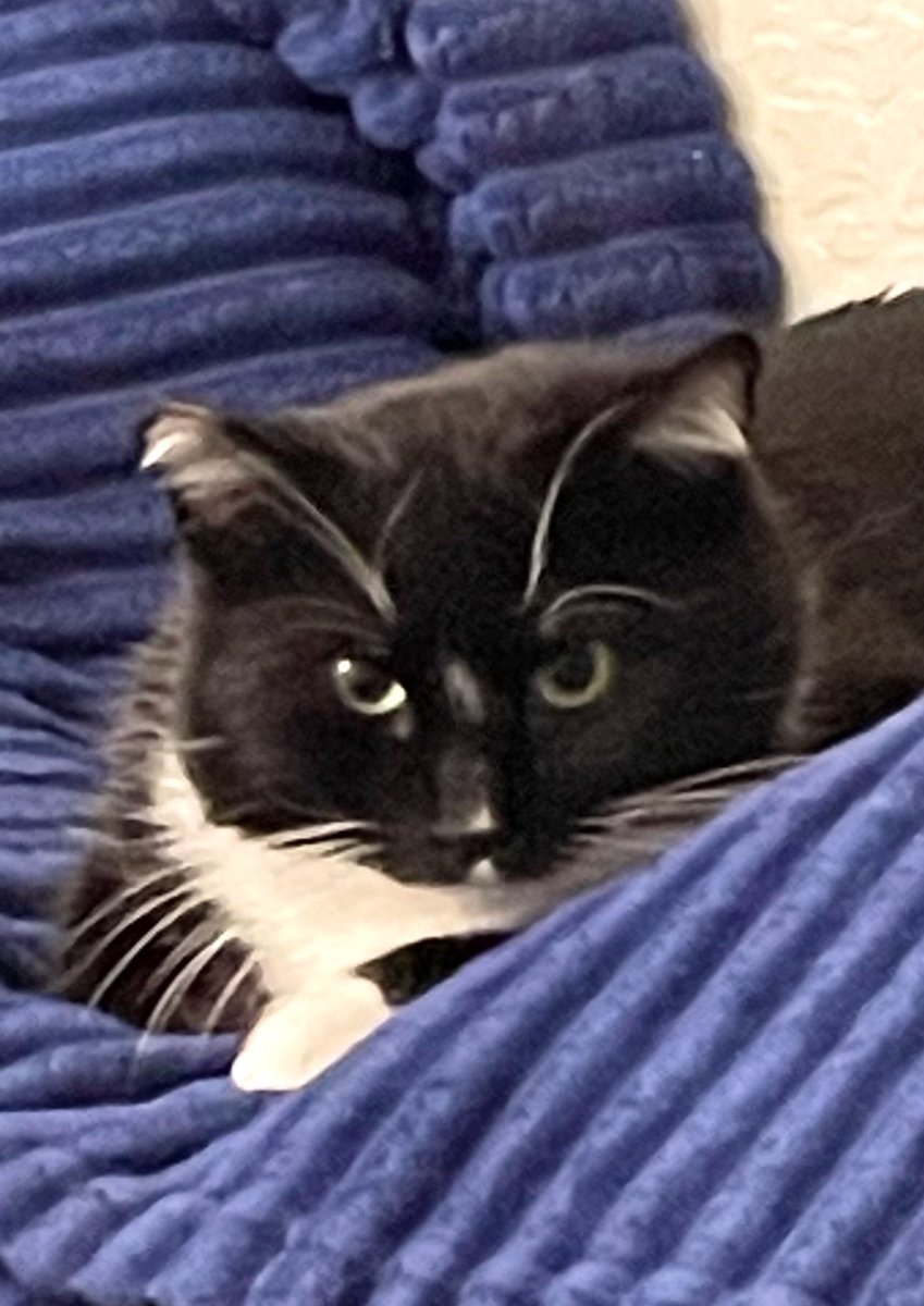 Friends of Bear Cat Rescue tweet media