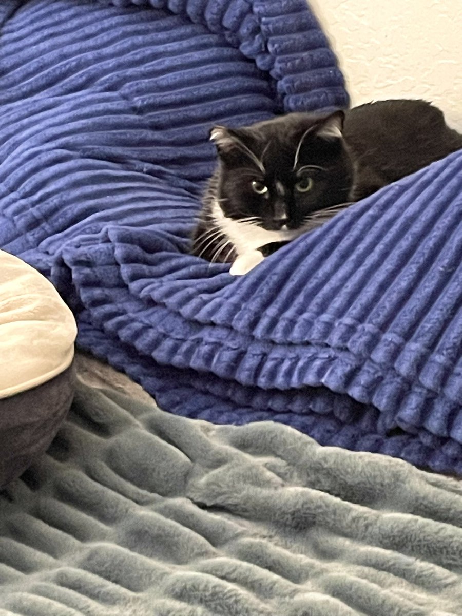 Friends of Bear Cat Rescue tweet media