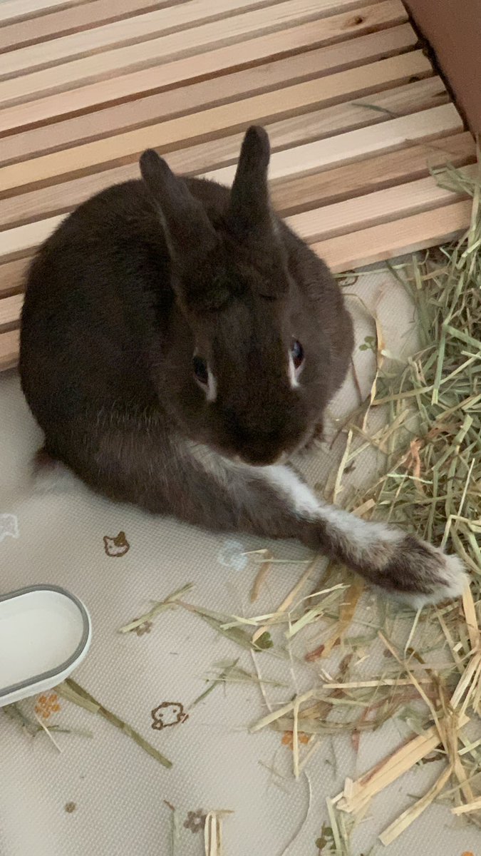 <a href="/Jacinto_bunny/">Jacinto Pérez</a> 🐰Are you wearing white gloves?
I have black shoes🥿🥿