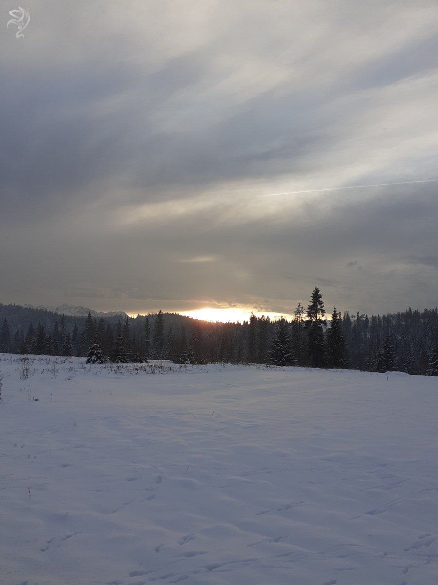 Virivishu's tweet photo. Warm Touch of Light

#winter #winterphoto #landscapephotography #snow #naturephoto #forest #snowfield #zima #zimafotografia https://t.co/OREP3gkOO9