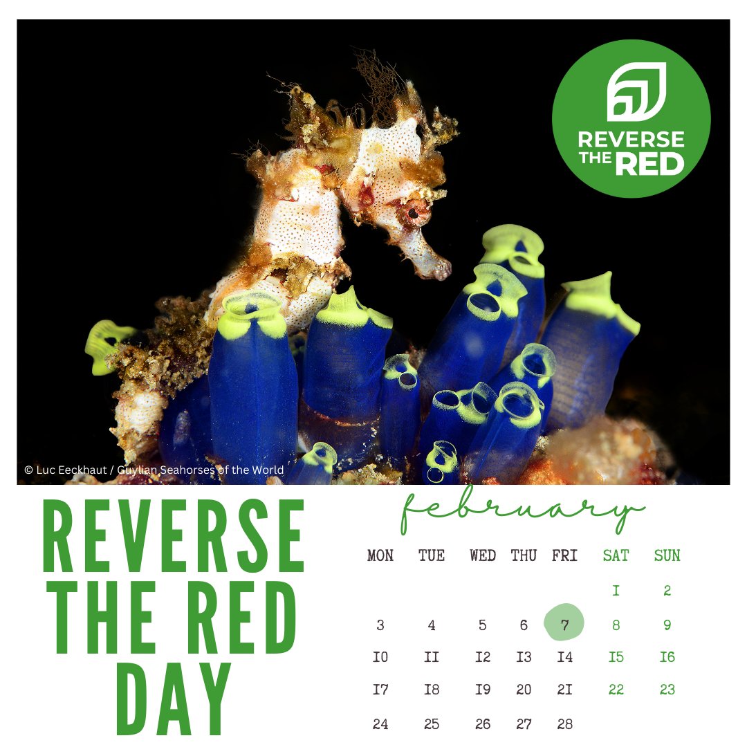 Project Seahorse (@projectseahorse) on Twitter photo February 7 is #ReverseTheRedDay! This landmark day celebrates the conservation success around the world & all of the people, organizations, and communities working to make sure we reverse #biodiversity loss trends 🌱 Learn more with <a href="/ReversetheRed1/">Reverse the Red</a> February 7 is #ReverseTheRedDay! This landmark day celebrates the conservation success around the world & all of the people, organizations, and communities working to make sure we reverse #biodiversity loss trends 🌱 Learn more with <a href="/ReversetheRed1/">Reverse the Red</a>