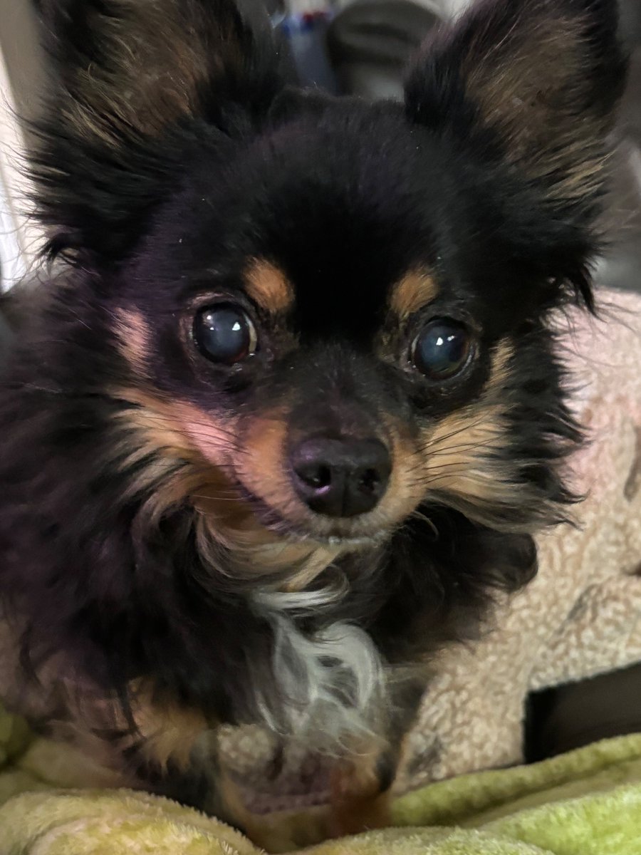 Cleo 🌈 of Hellbeasts tweet media