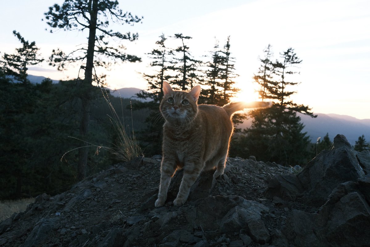 Chad Moran tweet media