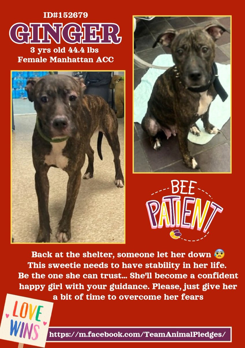 EASpenser's tweet photo. GINGER, age 3 #BeautifulBrindle💖
Adopted from ACC some time ago, used for breeding. Now they're done with her→dumped.
Only 3→She can become someone's #SpoiledDarling. She just first needs a little
#TimeToAdjust
#Tenderness
https://t.co/ozHsuFR8PD
#Adopt #Foster #Pledge4Rescue https://t.co/xfjrHPx7v7