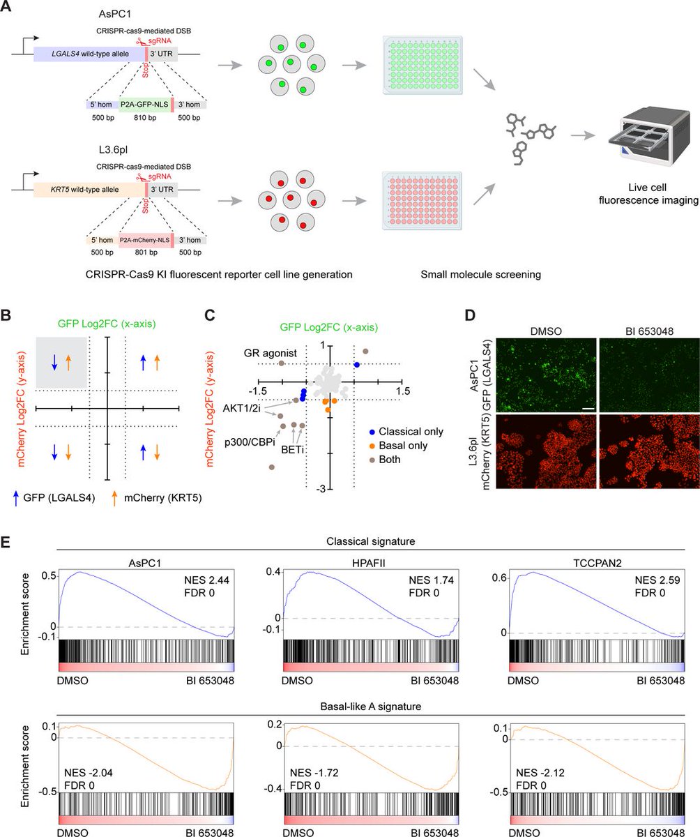 Gut_BMJ's tweet image. #GUTOnline paper by Ekstrom et al on 

"Glucocorticoid receptor suppresses GATA6-mediated RNA polymerase II pause release to modulate classical subtype identity in pancreatic cancer" via

bit.ly/3Q1wUzF

@3amrogram @ProfJohnsen #PancreaticCancer