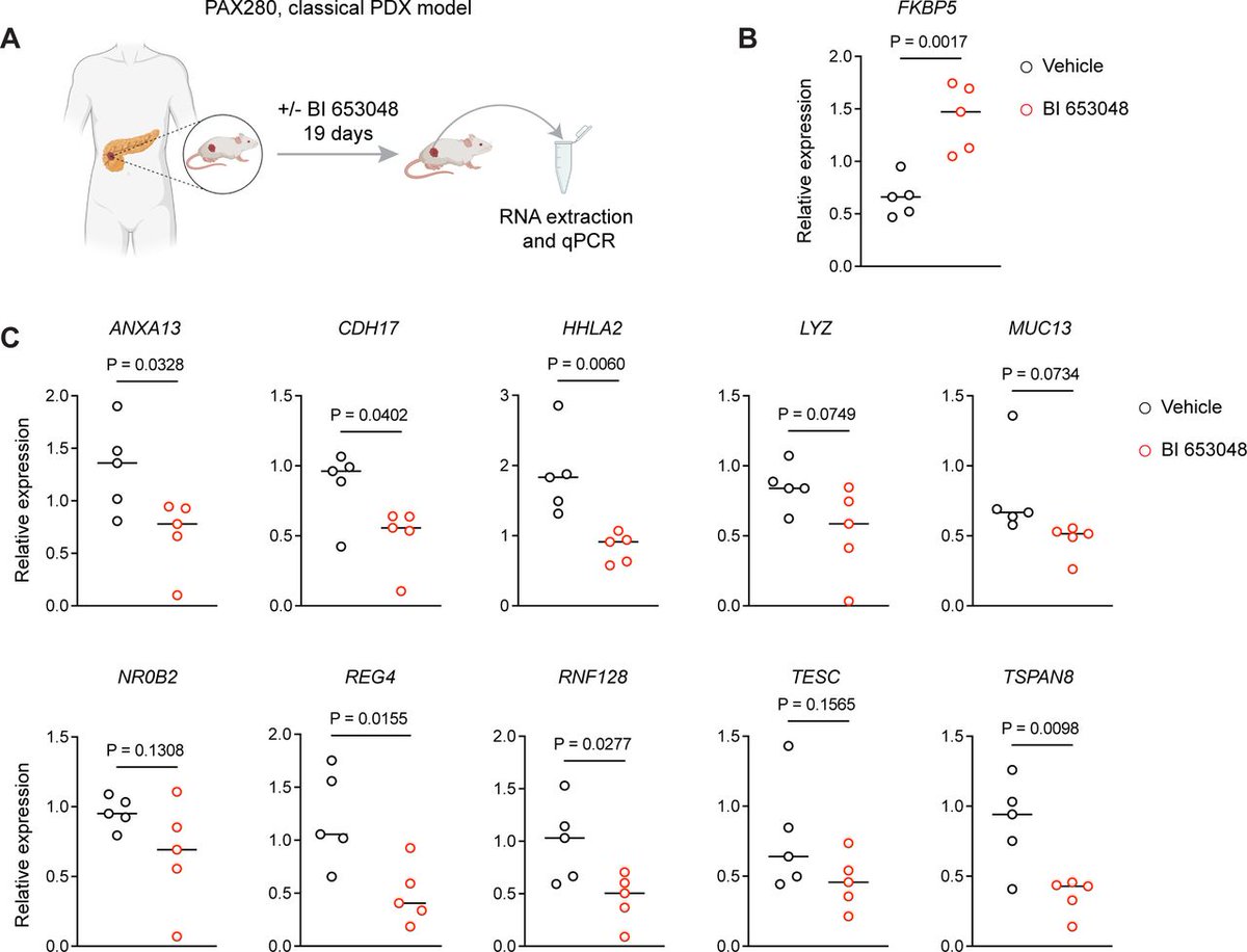 Gut_BMJ's tweet image. #GUTOnline paper by Ekstrom et al on 

"Glucocorticoid receptor suppresses GATA6-mediated RNA polymerase II pause release to modulate classical subtype identity in pancreatic cancer" via

bit.ly/3Q1wUzF

@3amrogram @ProfJohnsen #PancreaticCancer