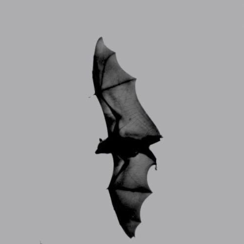 𝐼’𝑚 𝑡ℎ𝑒 █████ 𝑖𝑛 𝑑𝑖𝑠𝑔𝑢𝑖𝑠𝑒 . . .

𝐀́͟͟𝐧͟𝐠͟𝐞͟𝐥͟ ͟𝐁͟𝐨͟𝐫͟𝐠͟𝐢͟𝐚͟.

↓ 𝑖𝑛𝑓𝑜 𝑏𝑒𝑙𝑜𝑤 ↓