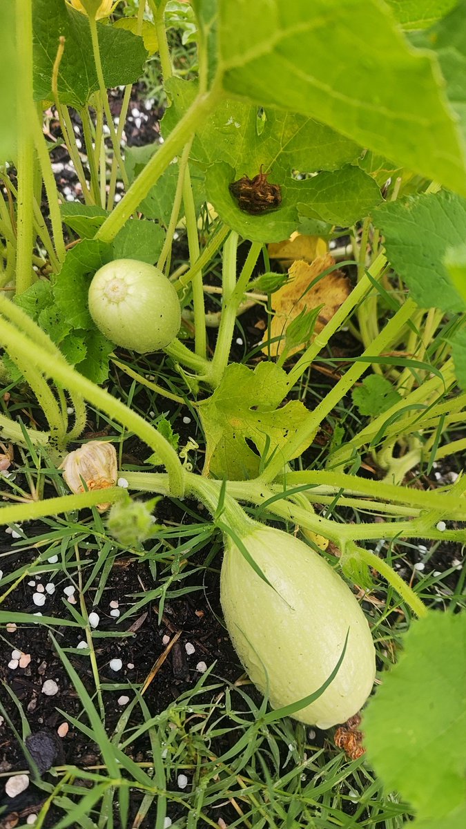 Harvesting barefoot in the rain last night. Watermelons are coming along &amp; we have some sudden Spaghetti squash. #gardening #GardeningX #GardenersWorld #organic #growfoodnotlawns #vegetables #veggiegarden #fruitandvegetables