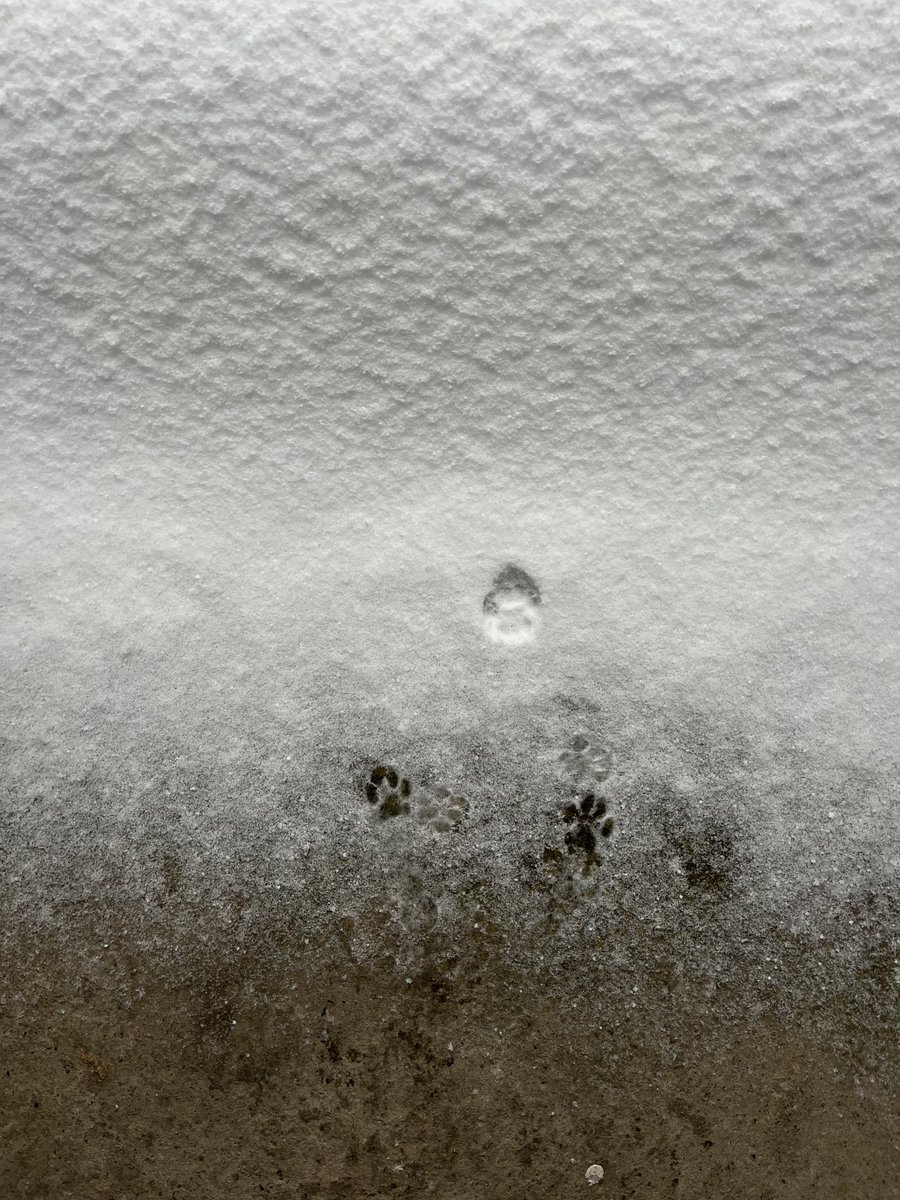 一歩で諦めたと思われる猫の足跡。尊み