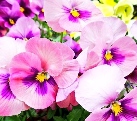 おはようございます⏰☀️𓈒𓂂𓏸(💖ᴗ͈ˬᴗ͈)ﾍﾟｺﾘ｡:.ﾟஐ⋆*🌷🌸🌺🌻🌸🌷🌼🌷🌸🌷🌼🌹•*¨*•...🌺..｡.:*🌷😆💐💖❤💝˚✩∗*ﾟ⋆｡˚✩☪︎⋆｡˚✩‧✧̣̥̇‧☽･:*(♥ω♥*)ｷｭﾝｷｭﾝ♡*゜🥰💕💕✨🎀💕💓💗😆💐💖❤💝🌷•*¨*•.¸¸♬︎♪♪(*´³`*)◌ 🫧♥𓂃 𓈒𓏸◌🍀🤍𖤐⸒⸒- ̗̀ ꒰ঌ💓໒꒱  ̖́-
