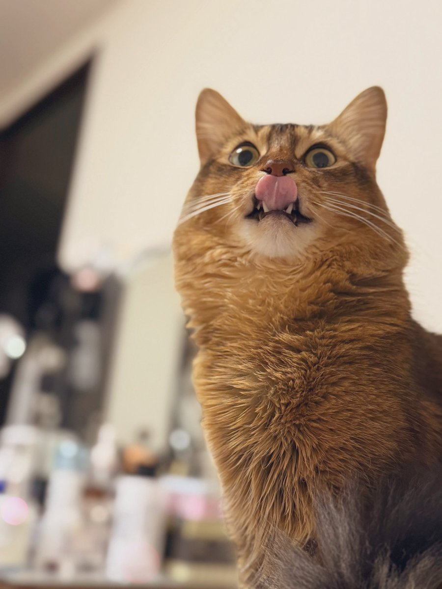 barybaby9's tweet image. おはようございます☀ﾆｬﾝ

11月からの長く苦しいお仕事が一区切りついて、、😅深謝🙏
しばらく、ゆっくりゆったり過ごそ💨
#ねこ
#workaholic