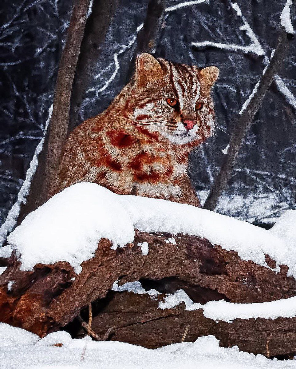 🐱 Дальневосточный лесной кот в зимнем лесу Приморья