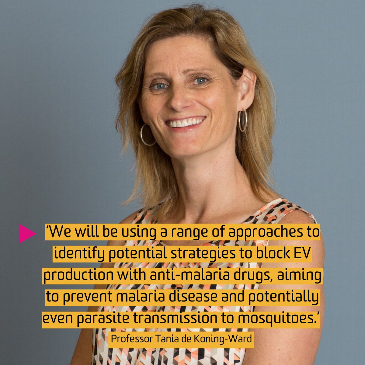 IMPACT (@impactdeakin) on Twitter photo Prof Tania de Koning-Ward's <a href="/nhmrc/">NHMRC</a> project is investigating how malaria parasites generate extracellular vesicles (EVs) from the red blood cells they infect - aiming to disrupt parasite survival and reduce the burden of disease. deakin.au/4111Pm5 Prof Tania de Koning-Ward's <a href="/nhmrc/">NHMRC</a> project is investigating how malaria parasites generate extracellular vesicles (EVs) from the red blood cells they infect - aiming to disrupt parasite survival and reduce the burden of disease. deakin.au/4111Pm5