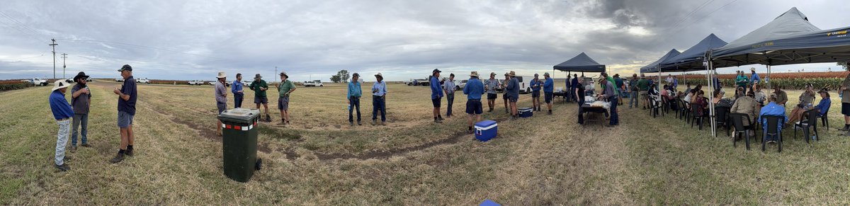 Sprayed out sorghum at Brookstead yesterday- at a ⁦<a href="/PacificSeeds/">Pacific Seeds</a>⁩ variety demonstration