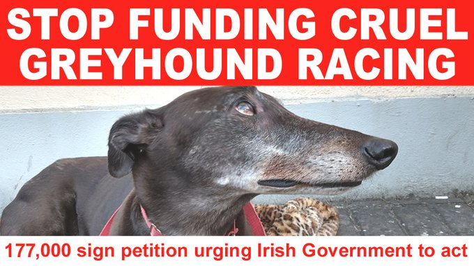 Ban Blood Sports (@banbloodsports) on Twitter photo 177,000 sign petition urging Irish Government to stop funding cruel greyhound racing change.org/p/irish-govern… Repost to tell <a href="/MichealMartinTD/">Micheál Martin</a> <a href="/SimonHarrisTD/">Simon Harris TD</a> to #DefundGreyhoundRacing 177,000 sign petition urging Irish Government to stop funding cruel greyhound racing change.org/p/irish-govern… Repost to tell <a href="/MichealMartinTD/">Micheál Martin</a> <a href="/SimonHarrisTD/">Simon Harris TD</a> to #DefundGreyhoundRacing