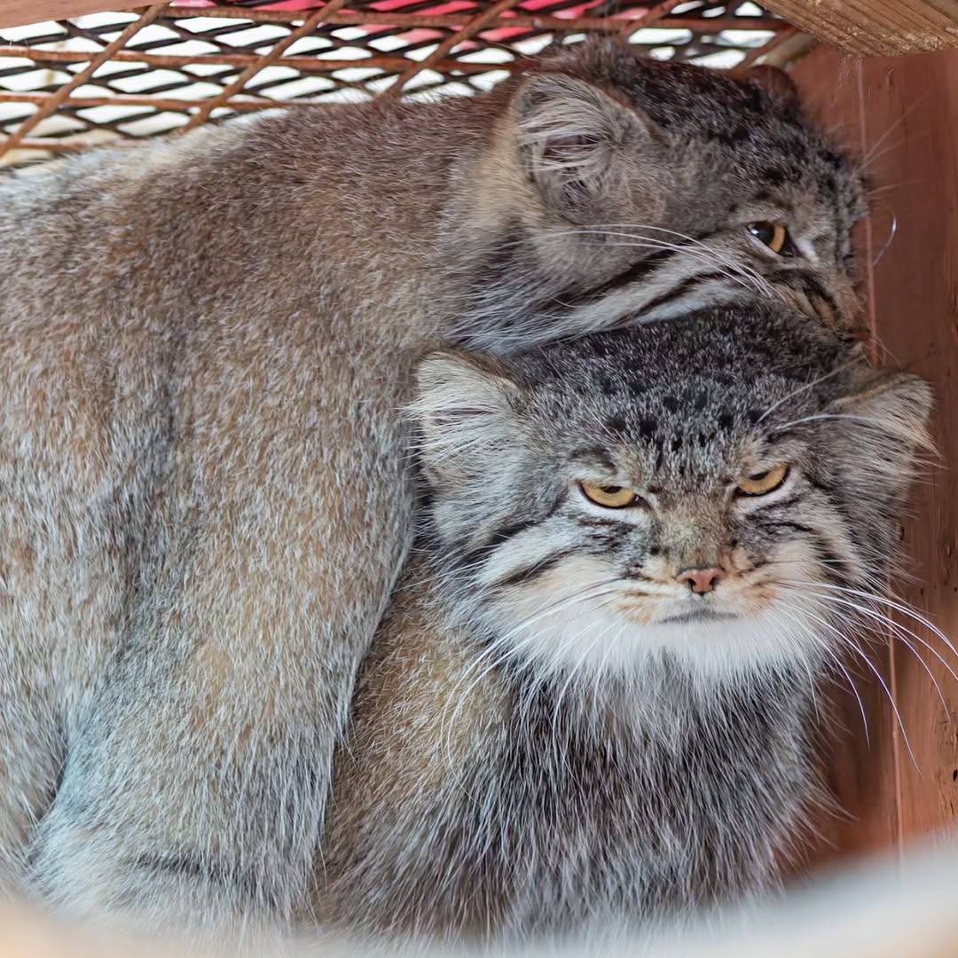 Daily Manul (@dailymanul) on Twitter photo 