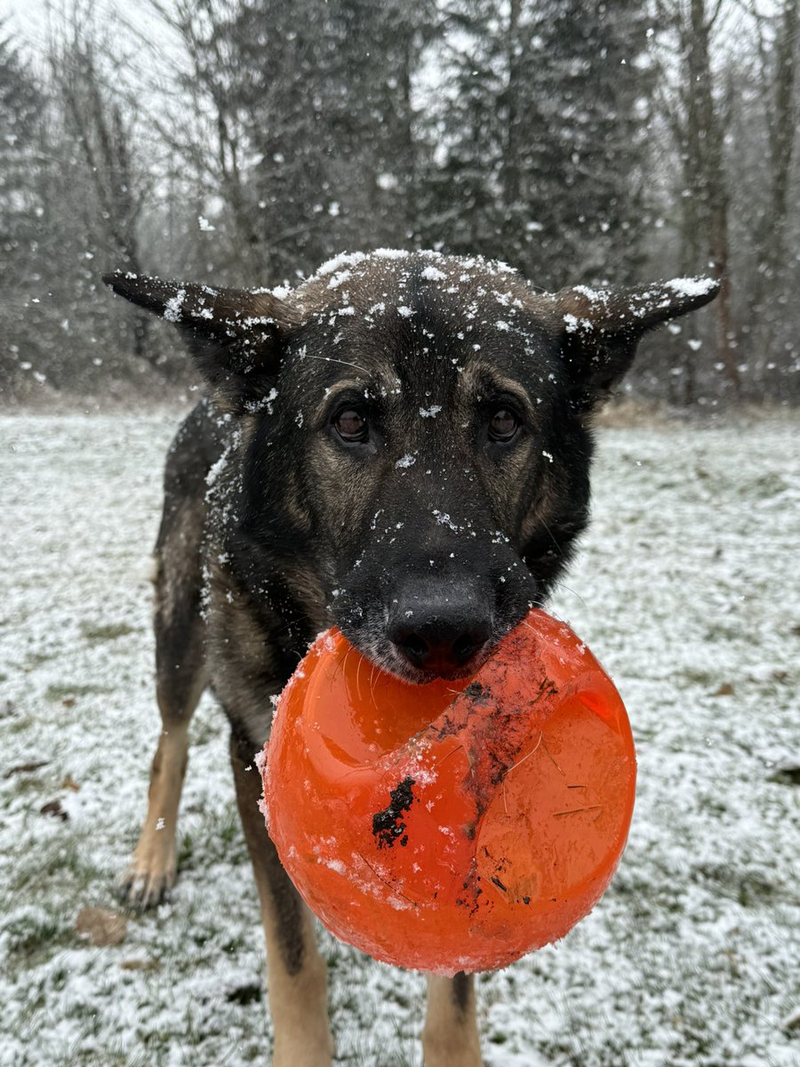 K9Arlo's tweet photo. How snow days should look like… let’s see your pups in the snow! https://t.co/3tSJUrN8kR