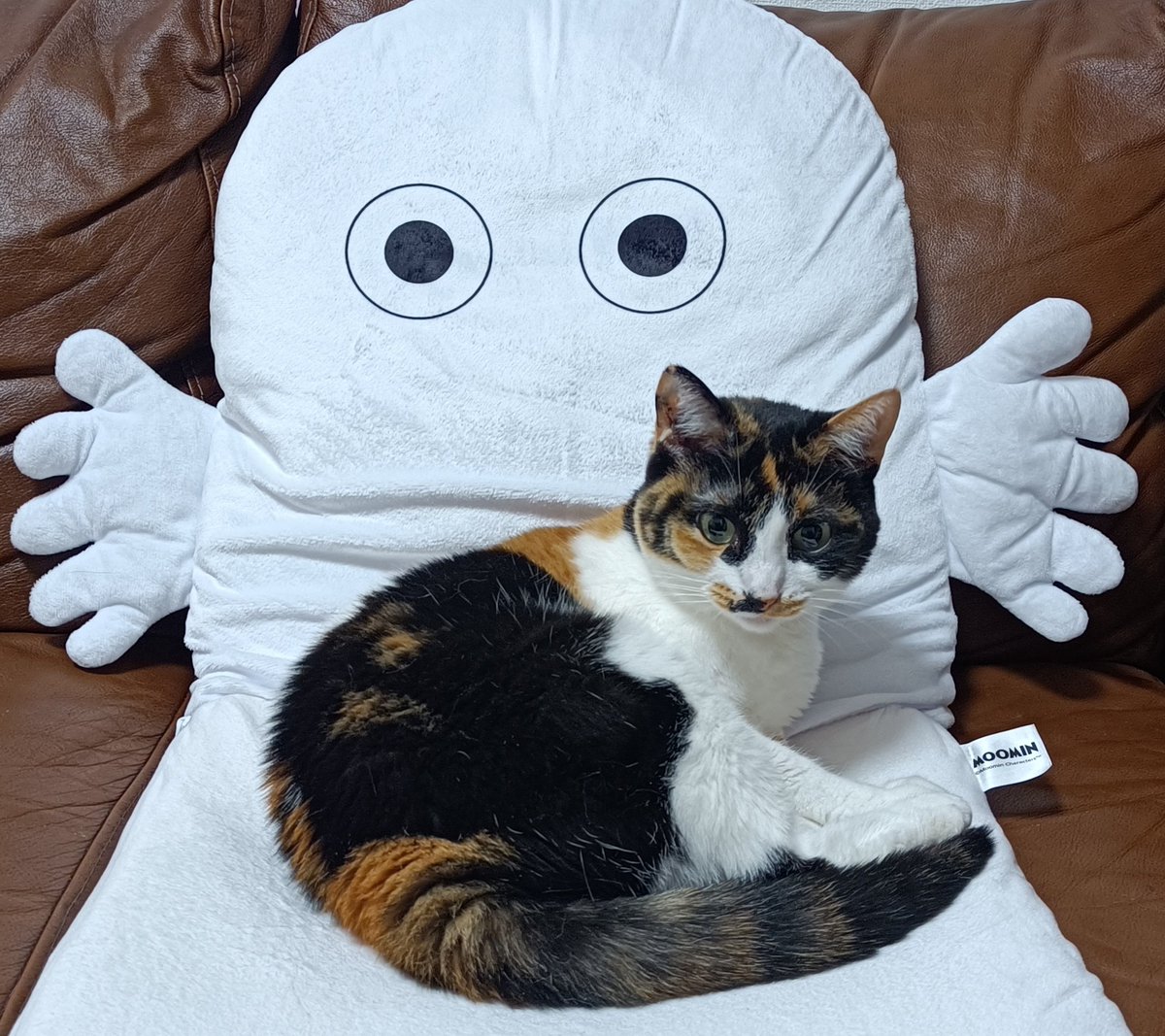lalachandaisuki's tweet photo. あたしの特等席にゃん👻

#三毛猫
#ニョロニョロ大好き https://t.co/iIVI6QDOjl