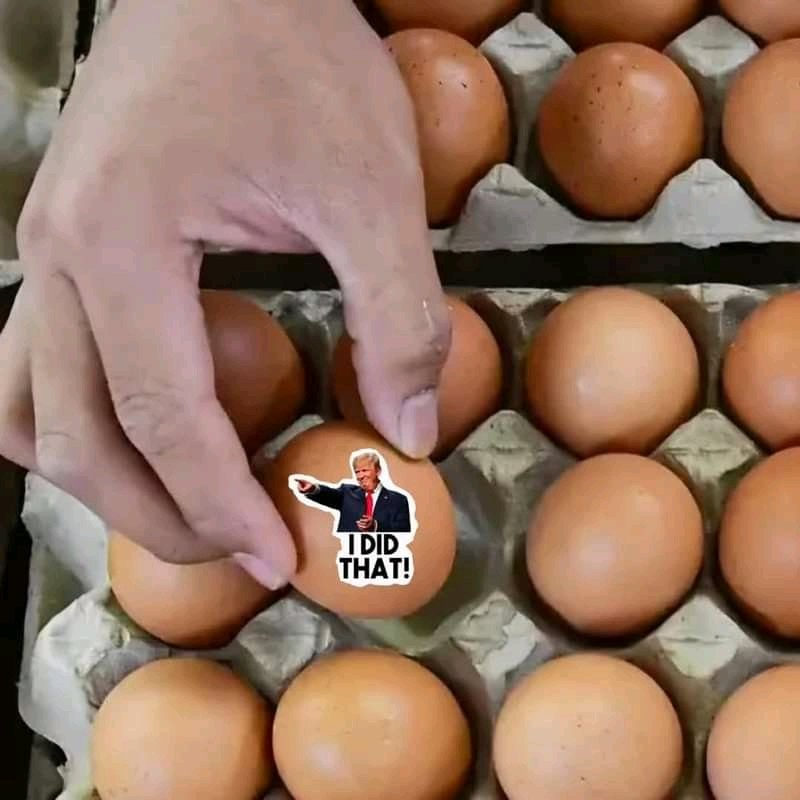 Optimistic Lizard 🌊proud to be a LIBERAL (@rex197878) on Twitter photo 