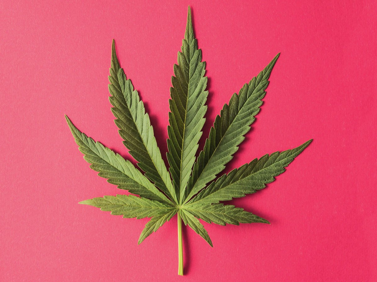 JERICYINGLING1's tweet image. 大麻の使用が原因で、使用者が他の薬物に「移行」することは、まず考えられない。あるとすれば、それは犯罪組織と接点ができるからである。つまりゲートウェイ理論は、大麻がもたらす現象ではなく、非合法な環境、つまり大麻取締法がもたらす現象である。#大麻