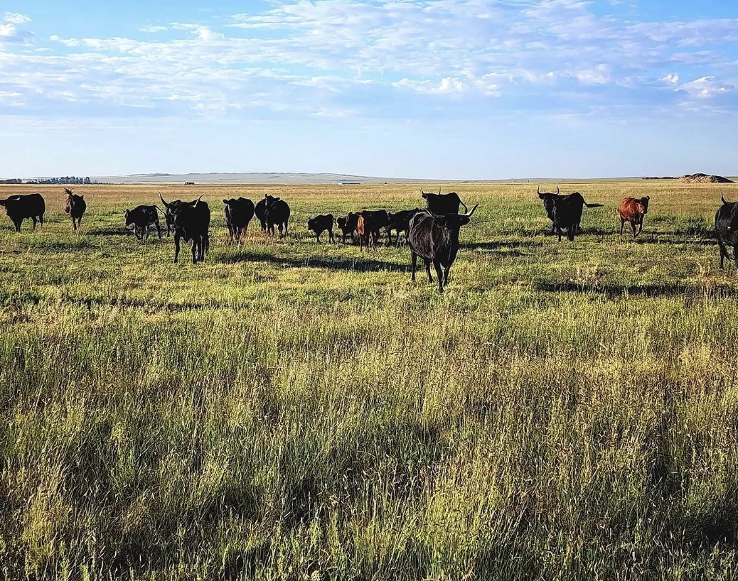 gromicko's tweet photo. I'm offering thousands of acres for Palestinian resettlement:  https://t.co/VaSAEFAw8o https://t.co/6kO5c8PRvf