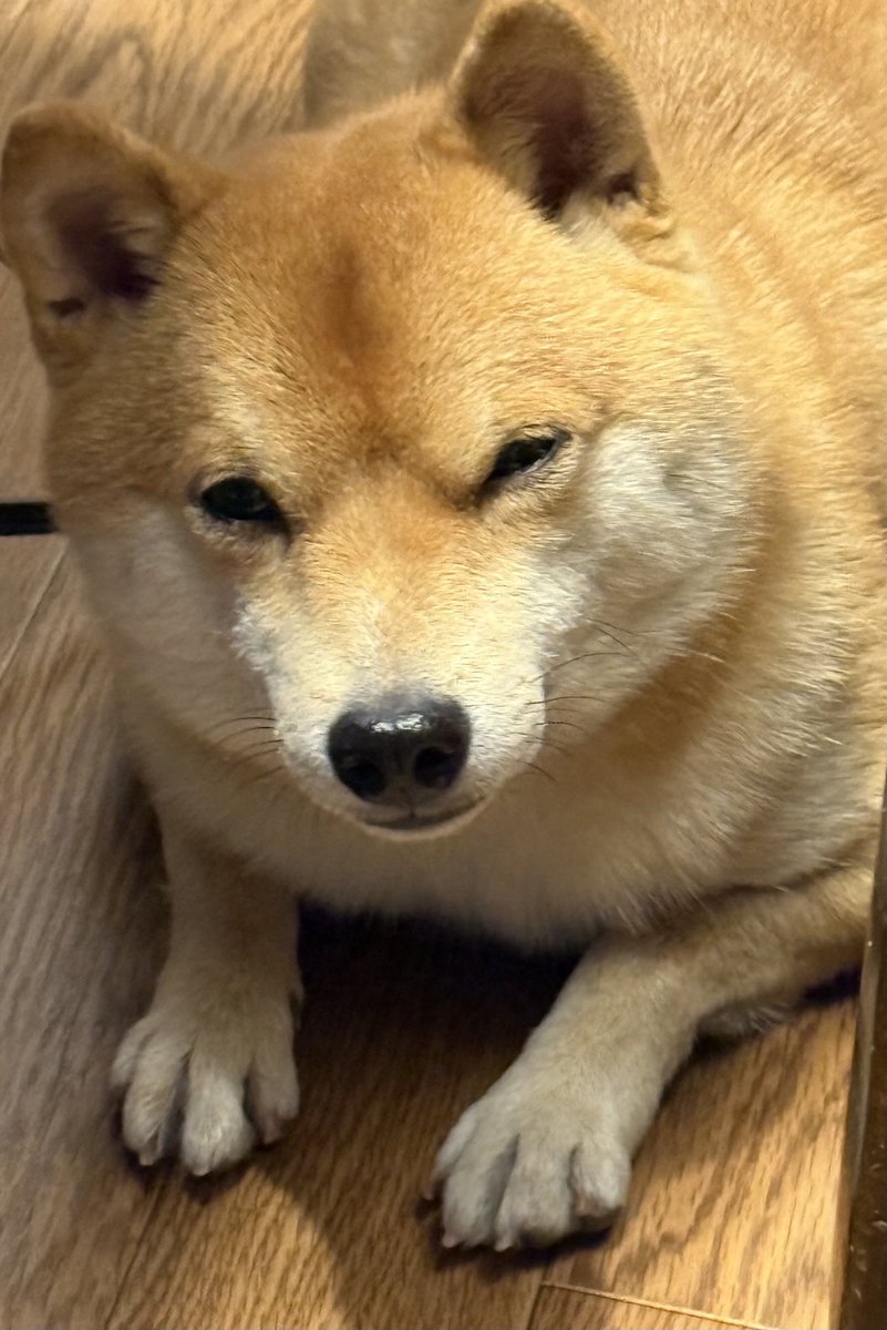 柴犬LOVE - Search / X