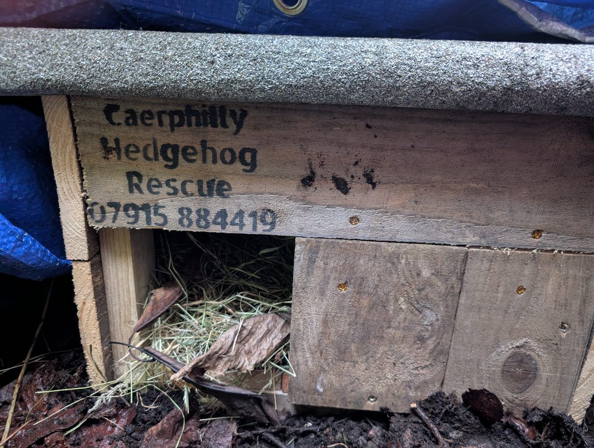 CaerphillyHog's tweet image. Sven was released back to the finder's garden yesterday, in full health and a suitable weight.  This lovely garden is also going to be a new release garden for us! ❤️🦔
#hedgehogs #wildlife #WildlifeWednesday #sven #release #gardens