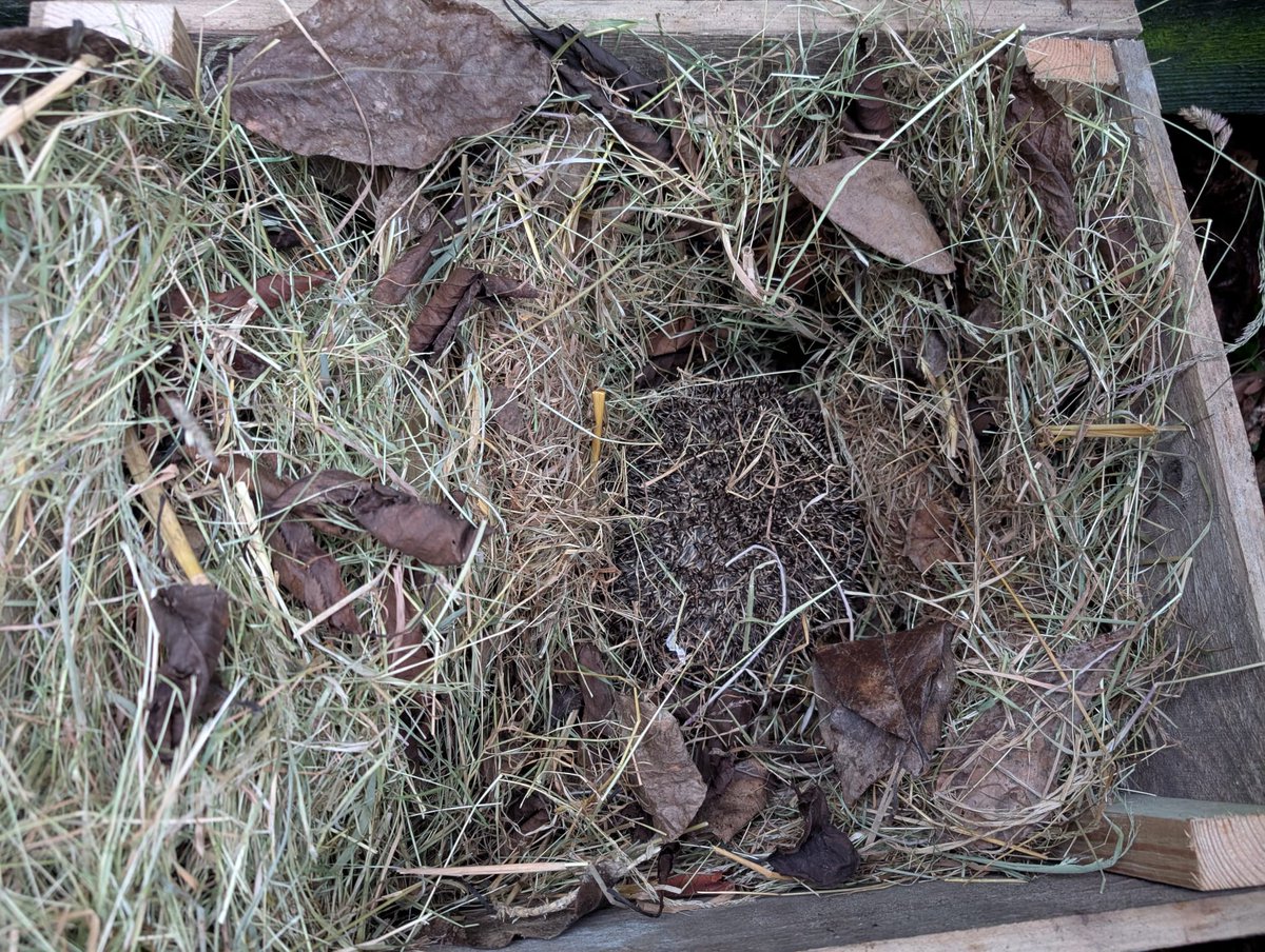 CaerphillyHog's tweet image. Sven was released back to the finder's garden yesterday, in full health and a suitable weight.  This lovely garden is also going to be a new release garden for us! ❤️🦔
#hedgehogs #wildlife #WildlifeWednesday #sven #release #gardens