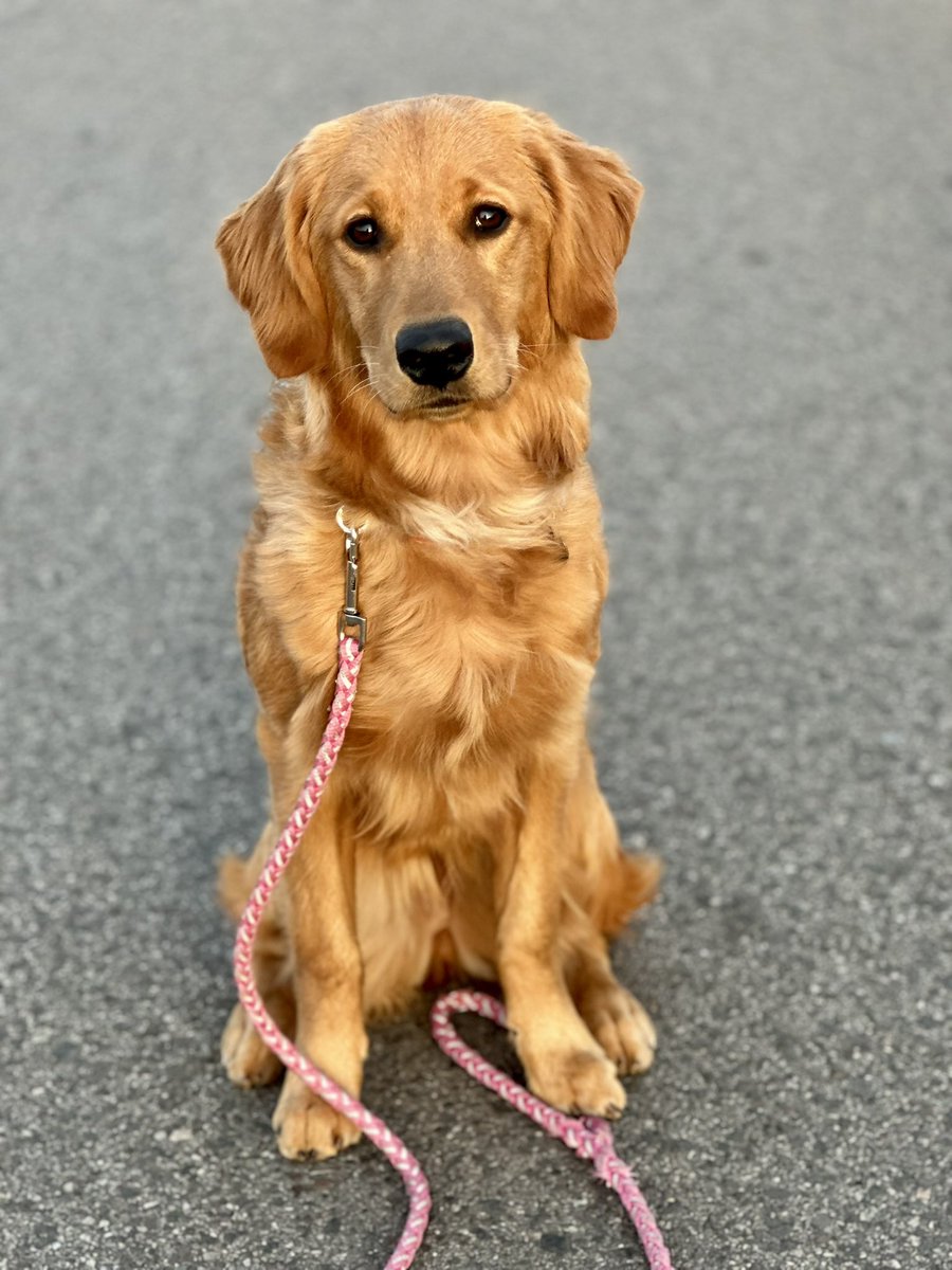 Scroll cleanse. Is that still a thing? Added to the pack, meet Kota! We’re well on our way with obedience, field work 🦆 and therapy dog certification!