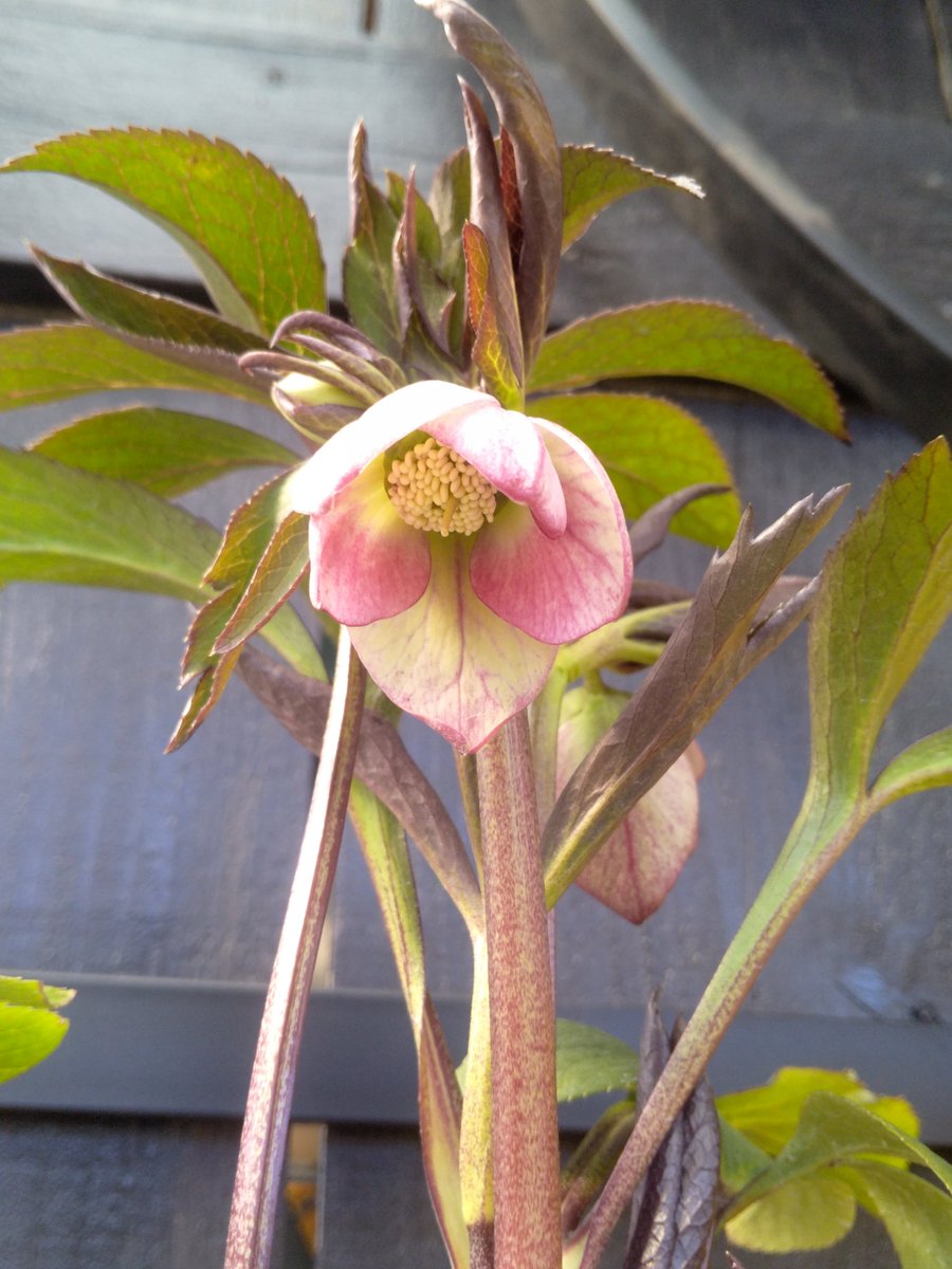 R7-11▪️ 大木ナーセリー ミスティーク クリスマスローズ 株分け R7-11▪️ 大木ナーセリー ミスティーク クリスマスローズ 株分け R7